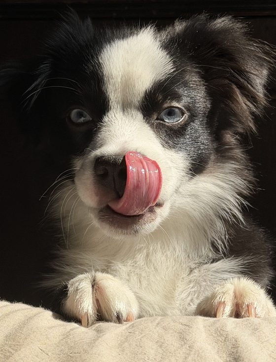 Charlie licking his nose, paws on a cushion