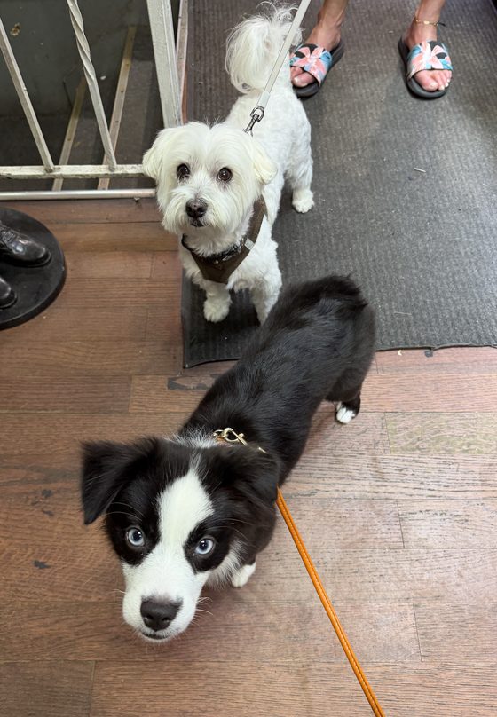 Charlie looking up at the camera next to Puppy, a little white Maltese in a brown harness