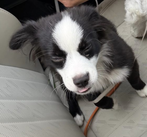 A sleepy Charlie with a tiny tongue-out, on a car seat