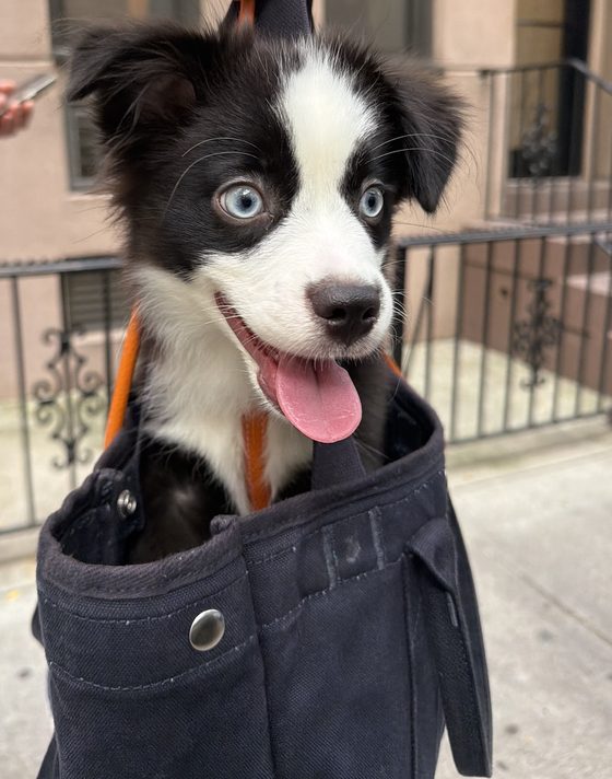 Charlie riding in a navy canvas tote bag with his tongue out